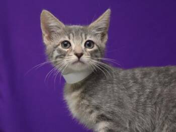 Coffee -  Domestic Short Hair Cat for Adoption in Portland, Oregon - Coffee | PetCurious