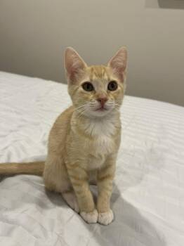 Raven -  Domestic Short Hair Cat for Adoption in Scott, Louisiana - Raven | PetCurious