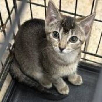Happy -  Domestic Short Hair Cat for Adoption in Lake Jackson, Texas - Happy | PetCurious