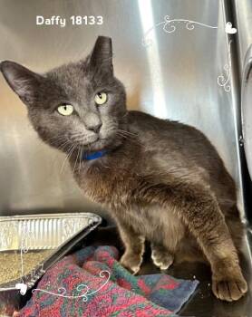 Domestic Short Hair Cats Available for Adoption in Marietta, Georgia - DAFFY | PetCurious