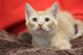 DING -  Domestic Short Hair Cat for Adoption in Grand Prairie, Texas - DING | PetCurious