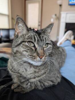 Rescue Domestic Short Hair Cats for Adoption in Minneapolis, Minnesota - Miss Tilly | PetCurious