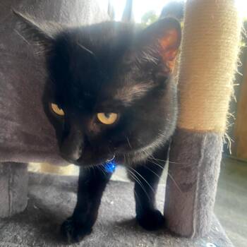Domestic Short Hair Cats Available for Adoption in Redlands, California - JS 4 | PetCurious