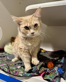 Rescue Domestic Long Hair Cats for Adoption in Seattle, Washington - Buffy | PetCurious