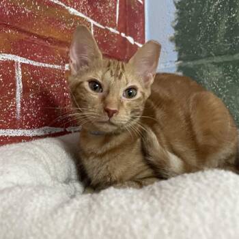 Jake -  Domestic Short Hair Cat for Adoption in Laredo, Texas - Jake | PetCurious
