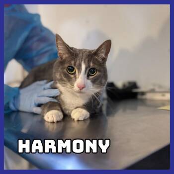 Harmony -  Domestic Short Hair Cat for Adoption in Glenwood, Minnesota - Harmony | PetCurious