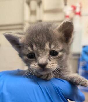 Sparkplug -  Domestic Short Hair Cat for Adoption in Fruit Heights, Utah - Sparkplug | PetCurious