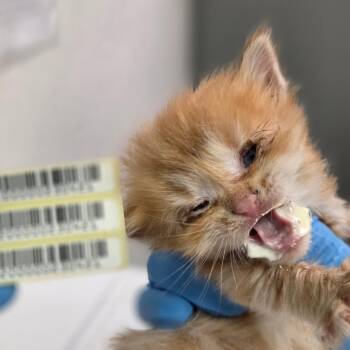 Judd Birch -  Domestic Long Hair Cat for Adoption in Charleston, West Virginia - Judd Birch | PetCurious