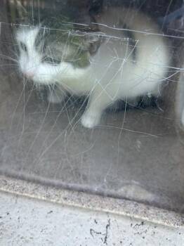 Domestic Short Hair Cats Available for Adoption in Louisville, Kentucky - CLYDE | PetCurious