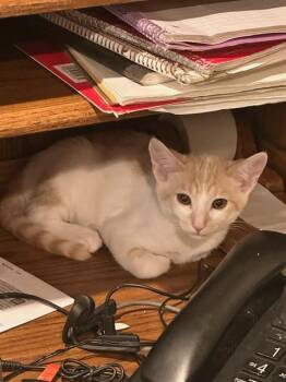 BLONDIE -  Domestic Short Hair Cat for Adoption in San Jose, California - BLONDIE | PetCurious