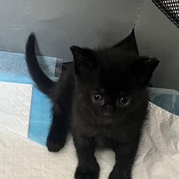 Zelda - Cleopatra Kitten 1 -  Domestic Short Hair Cat for Adoption in Westport, Connecticut - Zelda - Cleopatra Kitten 1 | PetCurious