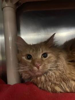 Domestic Medium Hair and Domestic Short Hair Cats Available for Adoption - Ozzie | PetCurious