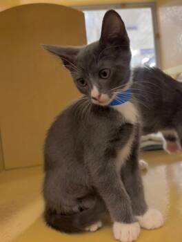 Rescue Domestic Short Hair Cats for Adoption in Camarillo, California - EDWARD | PetCurious