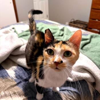 Katie -  Domestic Short Hair Cat for Adoption in Green Bay, Wisconsin - Katie | PetCurious