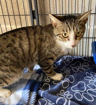 Domestic Short Hair Cats Available for Adoption in Lockhart, Texas - Abbey | PetCurious