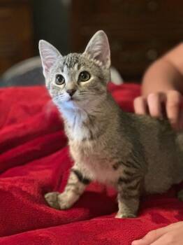 Harper Tabby Draminski 1 -  Domestic Short Hair Cat for Adoption in West Peoria, Illinois - Harper Tabby Draminski 1 | PetCurious