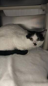 Domestic Short Hair Cats Available for Adoption in Montreal, Quebec - Marcus | PetCurious