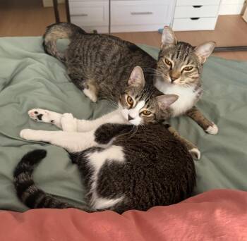 Chewie & Wicket W. Warrick -  Domestic Short Hair Cat for Adoption in Los Angeles, California - Chewie & Wicket W. Warrick | PetCurious