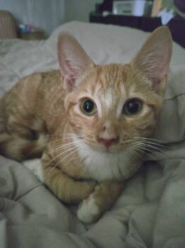 Rescue Domestic Short Hair Cats for Adoption in Evans, Georgia - Finn | PetCurious