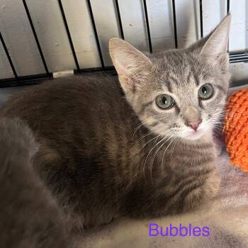 Bubbles -  Domestic Short Hair Cat for Adoption in Duncan, Oklahoma - Bubbles | PetCurious