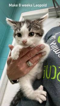 Leopold -  Domestic Medium Hair Cat for Adoption in Fort Payne, Alabama - Leopold | PetCurious