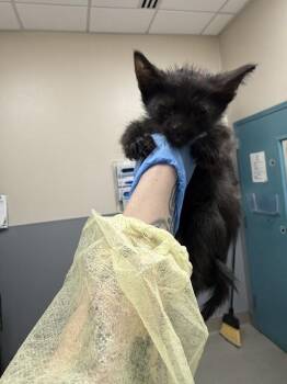 STEVEN -  Domestic Short Hair Cat for Adoption in Las Vegas, Nevada - STEVEN | PetCurious