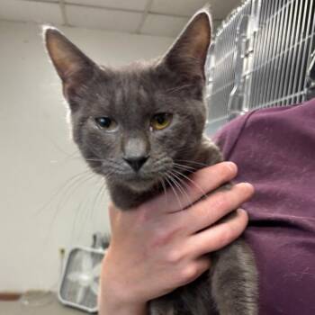 Jimbo -  Domestic Short Hair Cat for Adoption in Spokane, Washington - Jimbo | PetCurious