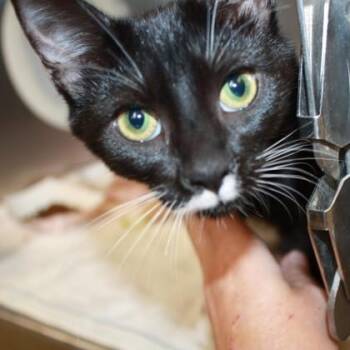 Countess -  Domestic Short Hair Cat for Adoption in Richmond, Virginia - Countess | PetCurious