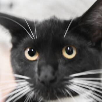 Domestic Short Hair Cats Available for Adoption in Redwood City, California - Nikki Sixx | PetCurious