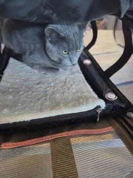 Minnie -  Domestic Short Hair Cat for Adoption in West Chester, Pennsylvania - Minnie | PetCurious