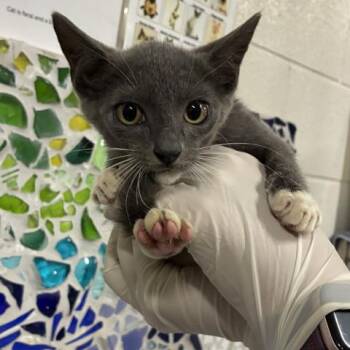 DUNCAN -  Domestic Short Hair Cat for Adoption in Pensacola, Florida - DUNCAN | PetCurious
