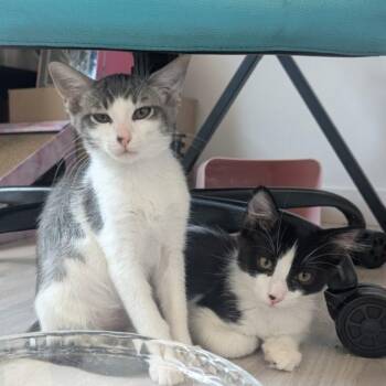 Silvy -  Domestic Short Hair Cat for Adoption in Tempe, Arizona - Silvy | PetCurious