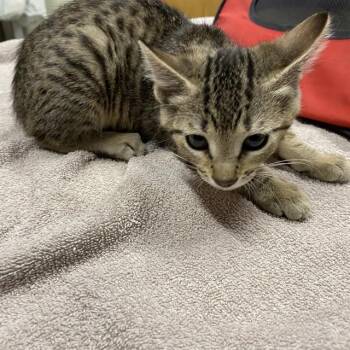 A611133 -  Domestic Short Hair Cat for Adoption in Modesto, California - A611133 | PetCurious