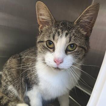 Sergeant Salami -  Domestic Short Hair Cat for Adoption in Fort Wayne, Indiana - Sergeant Salami | PetCurious