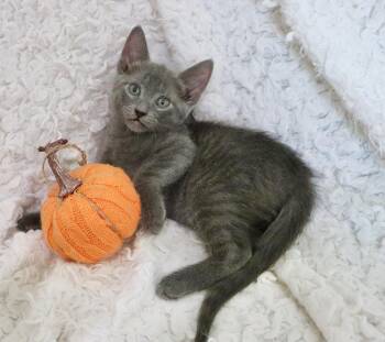 Inigo -  Tabby Cat for Adoption in St. Augustine, Florida - Inigo | PetCurious