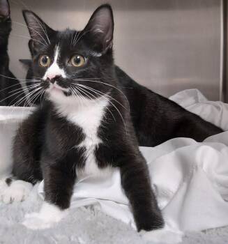 Lilly -  Domestic Short Hair Cat for Adoption in Saint Clairsville, Ohio - Lilly | PetCurious