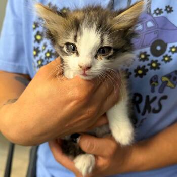 Gypsy -  Domestic Medium Hair Cat for Adoption in Midland, Texas - Gypsy | PetCurious
