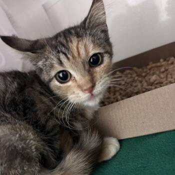 Domestic Short Hair Cats Available for Adoption - Chestnut | PetCurious