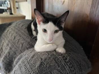 Kimura and Leo -  Domestic Short Hair Cat for Adoption in Walnut Creek, California - Kimura And Leo | PetCurious