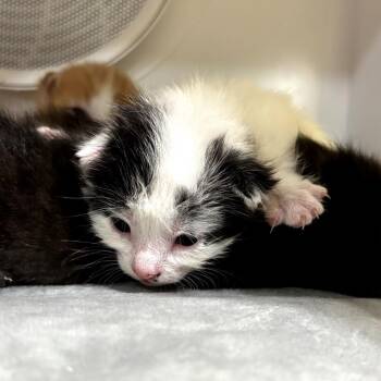 Domestic Medium Hair Cats Available for Adoption in Park Row, Texas - Harper Lee | PetCurious