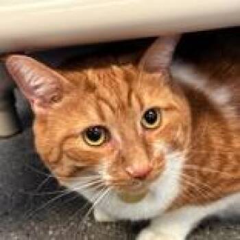 Domestic Short Hair Cats Available for Adoption in Lansing, Michigan - Junie  | PetCurious