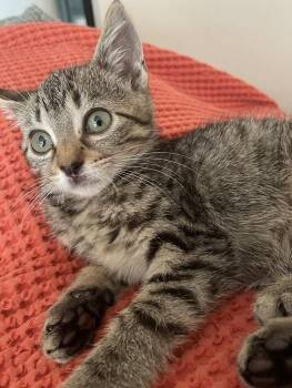 Norah -  Domestic Short Hair Cat for Adoption in Concord, North Carolina - Norah | PetCurious