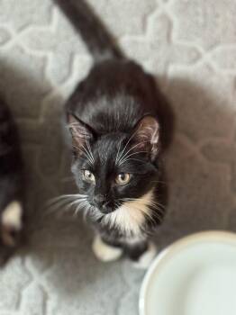 Rescue American Shorthair Cats for Adoption in Huntington Beach, California - Charlie | PetCurious