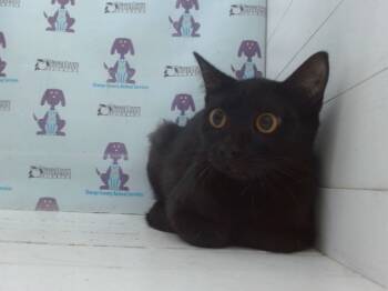 Rescue Domestic Short Hair Cats for Adoption in Orlando, Florida - A582680 | PetCurious