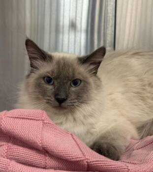 Ragdoll and Domestic Long Hair Cats Available for Adoption in Chandler, Arizona - Maximus Lion Heart | PetCurious