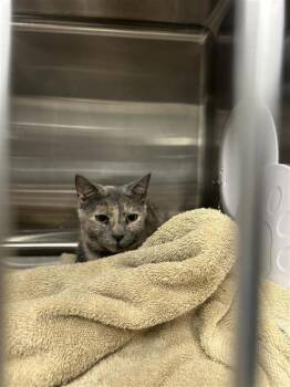 Rescue Domestic Short Hair Cats for Adoption in West Chester, Pennsylvania - Twinkie | PetCurious