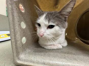 Domestic Short Hair Cats Available for Adoption - A549177 | PetCurious
