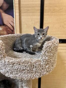 Amulet -  Domestic Short Hair Cat for Adoption in Springfield, Pennsylvania - Amulet | PetCurious