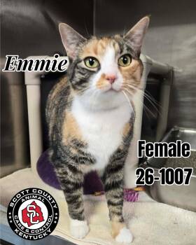 Emmie -  Domestic Short Hair Cat for Adoption in Georgetown, Kentucky - Emmie | PetCurious