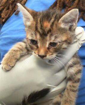 Rescue Domestic Short Hair Cats for Adoption in Dallas, Texas - SUNBEAM | PetCurious